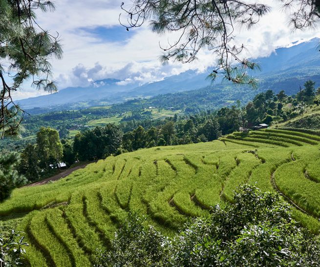 Rice field and Koubru mountain range, Manipur, Northeast India